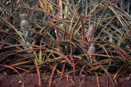 Pineapples
Dole Pineapple Plantation
Oahu, Hawai'i