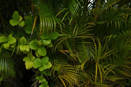 Garden
Honolulu, Hawai'i