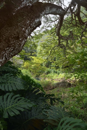 Waimea Valley
Oahu, HAwai'i