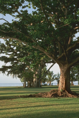 Banyan Tree
Kauai, Hawaii
