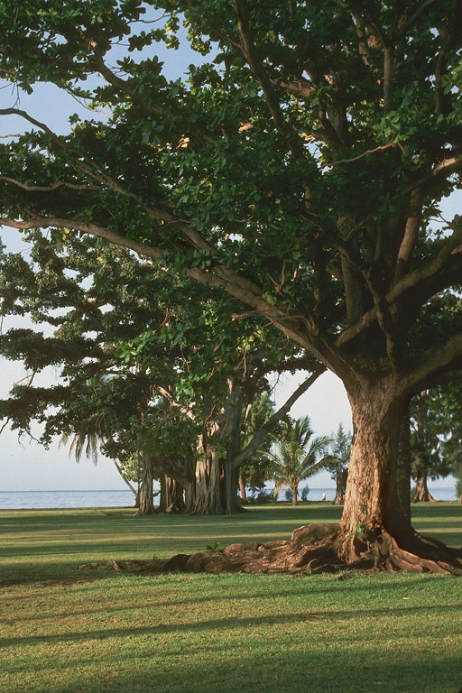 bill-hocker-banyan-tree-kauai-hawaii-1993