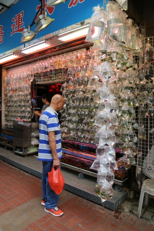 Goldfish Market
Mong Kok
Kowloon, Hong Kong