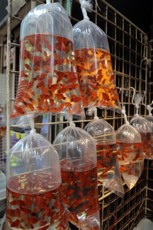 Goldfish Market
Mong Kok
Kowloon, Hong Kong