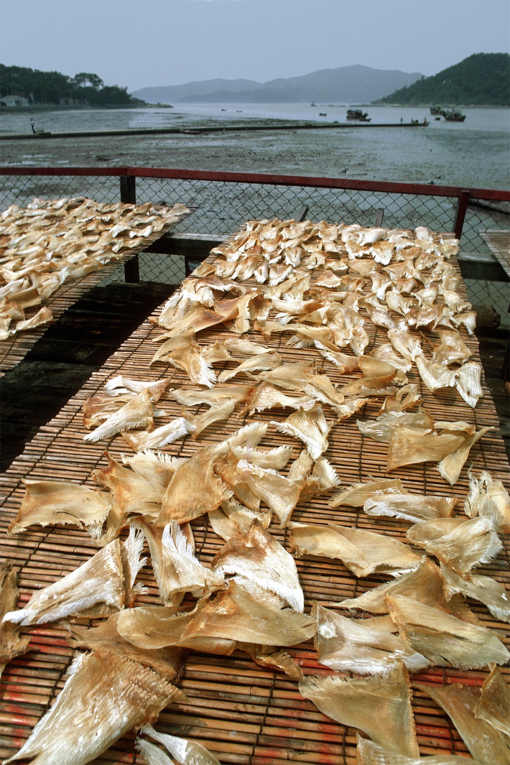 bill-hocker-sharks'-fins-hong-kong-1977