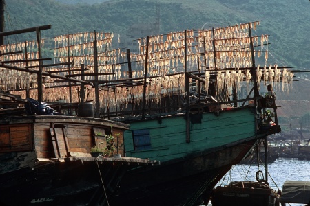 Squid
Aberdeen, Hong Kong