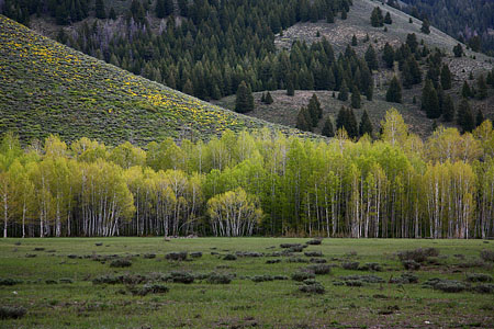 Spring AspensNorth of Ketchum, Idaho