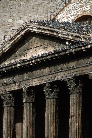 Birds on the Temple of MinervaAssisi, Italy
