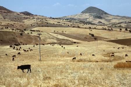 Grazing LandCentral Sicily