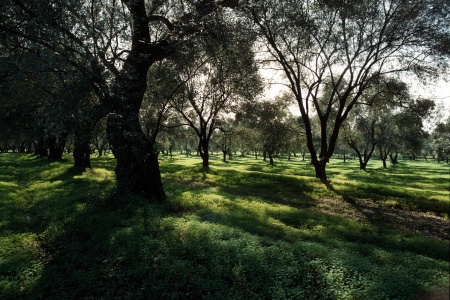 Leccino Olives
Near Lecce, Italy
