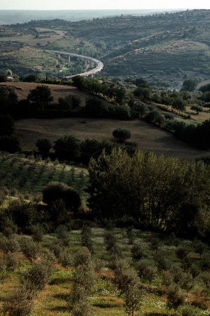 New Olives, Highway
Near Noto, Sicily
