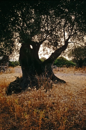 Olive
Sardinia

