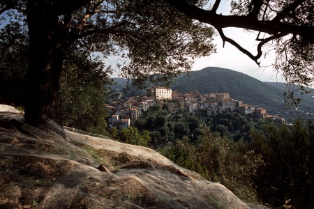 Olive Net
Southern Italy
