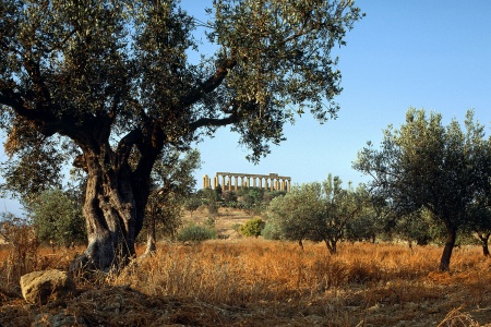 Olive and TempleAgrigento, Sicily