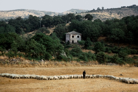 Sheep Herding
Sardinia

