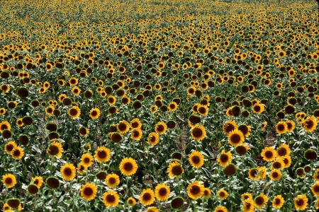 Sunflowers
Sicily
