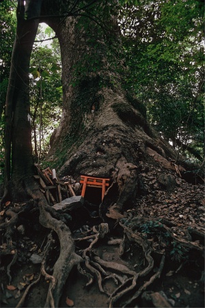 Torii OfferingsIseshi, Japan