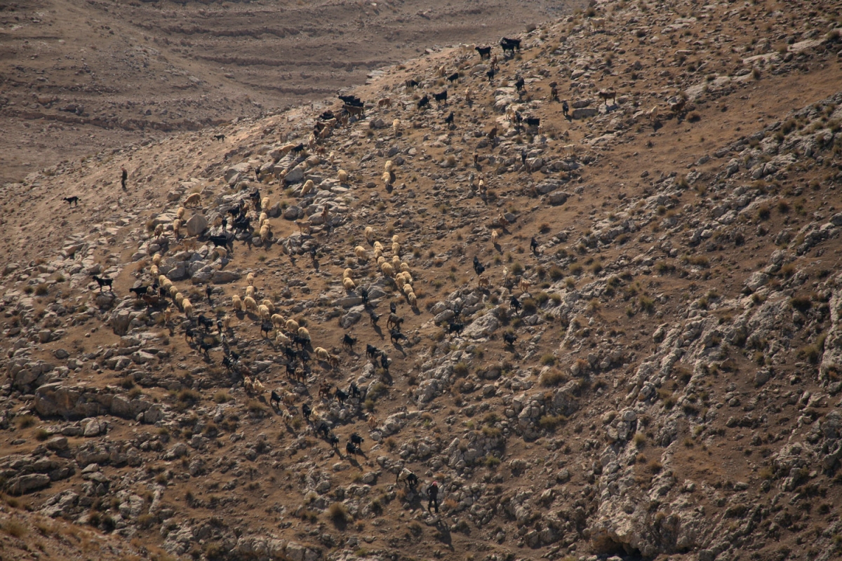 bill-hocker-hillside-mt-nebo-jordan-2008