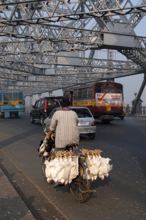 Bird TransportKolkata, India