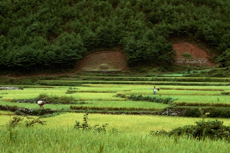 Rice, Graves
Korea
