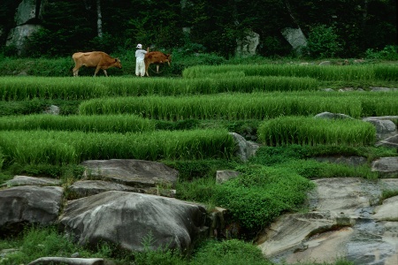 Rice Terraces
Korea
