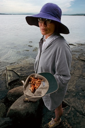 ChantrellesWest Brooklin, Maine