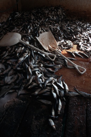 BaitStonington, Maine