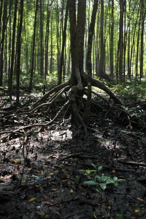 Mangrove
Malaysia