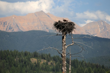 Great Northern, Mtn, Mt. Grant
Hungry Horse Reservoir
Flat head National Forest
Montana
