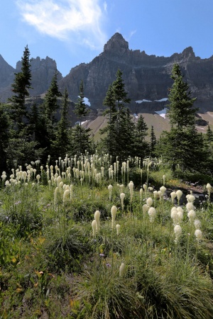 Iceberg Ridge, Bear Grass
Glacier National Park
Montana