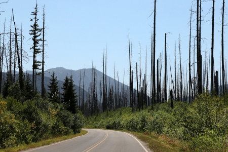 2003 Firescape
Camas Road
Glacier Naional Park
Montana