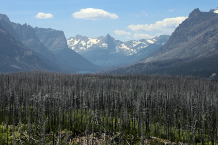 Pine Beetle Damage
Near St Mary
Montana