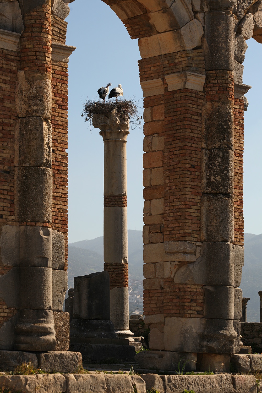 bill-hocker-volubilis-morocco-2013