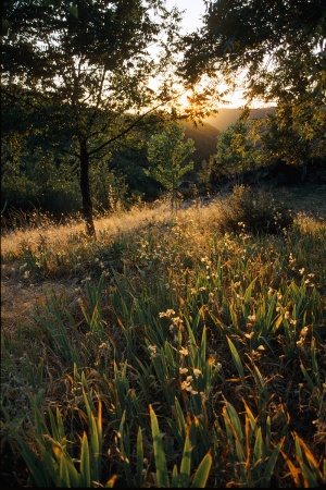 Irises & Walnuts in SummerTwin Brook Farm, California