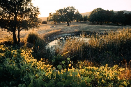 The Pond in Summer
Twin Brook Farm, California