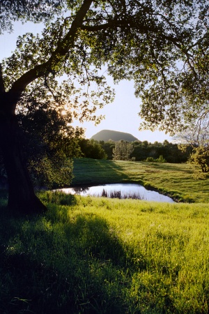 Pond & Haystack in Spring
Twin Brook Farm, California