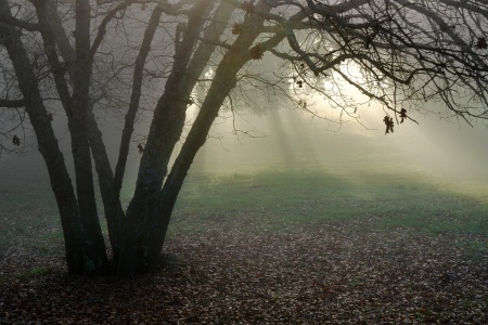 Oaks in WinterTwin Brook Farm, California