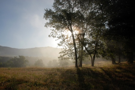 Oaks, Atlas Peak
Twin Brook Farm
Napa, California