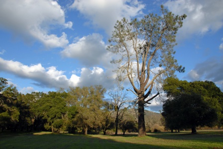 Granary Pine
(destroyed 2017)
Twin Brook Farm
Napa, 2007