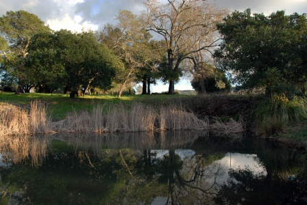 The Pond
Twin Brook Farm
Napa, California