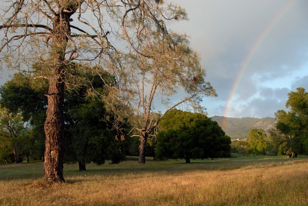 Two Granary Pines
(destropyed 2017)