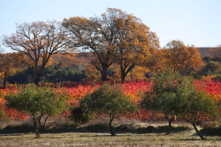 Olives, Vines, Oaks
Twin Brook Farm
Napa County, California