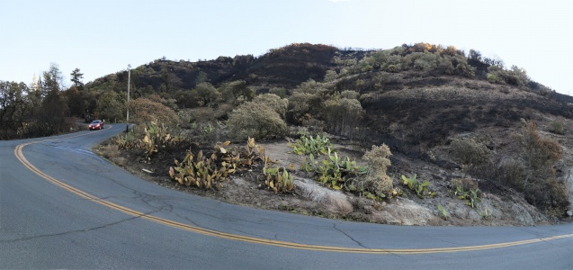 Cactus Curve
Soda Canyon Road
Napa California