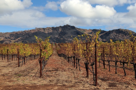 Atlas Peak
Napa California