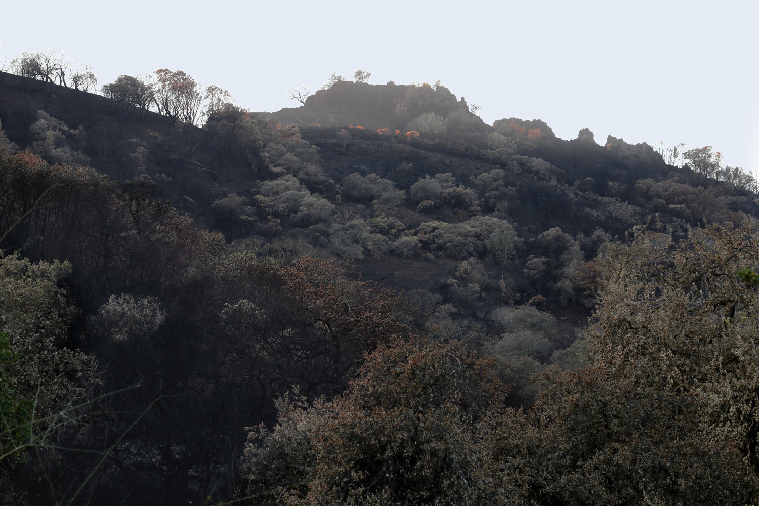 bill-hocker-soda-canyon-road-napa-california-2017