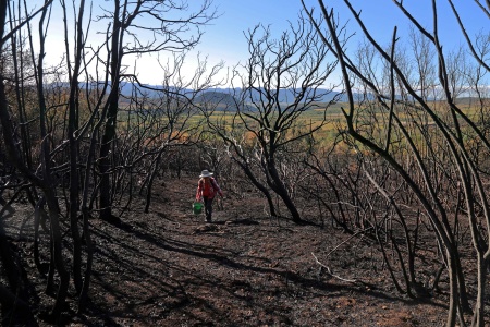 Atlas Peak
Napa California