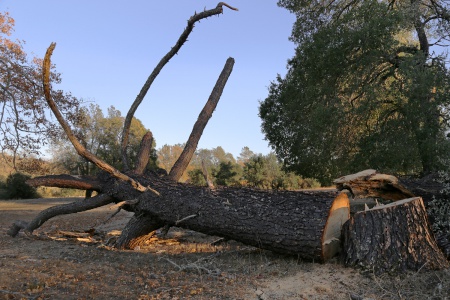 Twin Brook Farm
Soda Canyon Road
Napa, California