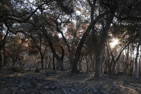 After the fire
Soda Canyon Road
Napa, California