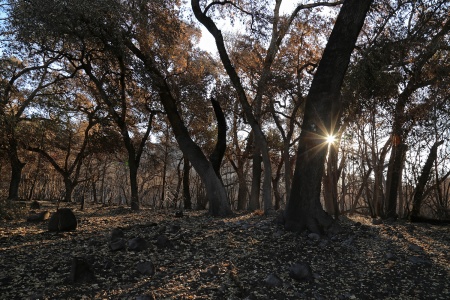 After the fire
Soda Canyon Road
Napa, California