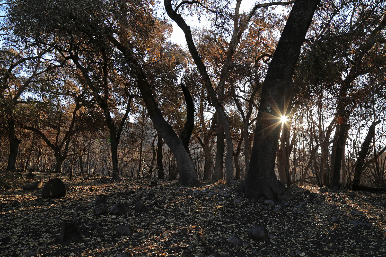 bill-hocker-after-the-fire-soda-canyon-road-napa-california-2017