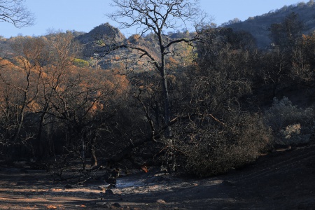After the fire
Soda Canyon Road
Napa, California